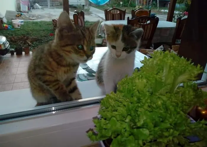 Holt-tisza Vendeghaz Szeged